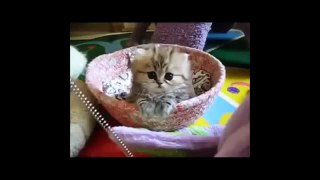 TRY NOT TO LAUGH! (Funny cat clips!)