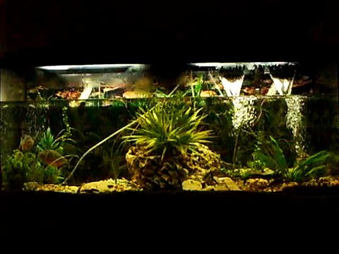 Piranha Feeding Frenzy