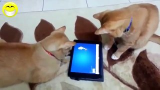 funny cats compilation 2015   Funny cat videos #3