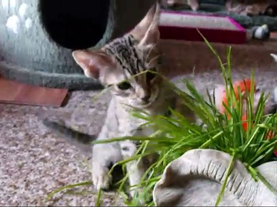 Malika & Frodo's Ocicat kittens 8 weeks old