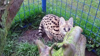 Savannah Kat Nederland 1