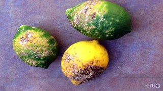 What happened to my citrus fruits? |Daphne Richards |Central Texas Gardener