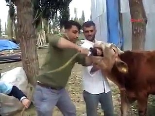 Remove Gas From The Stomach Of A Cow And Burn Crazy