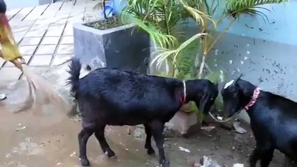 Beautiful Qurbani Bull Bakra Eid 2015 Bangladesh