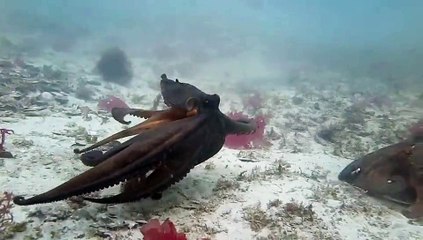 Bizarre Fighting Octopuses Cause a Stir in Australia