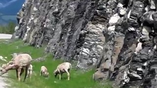 Mountain Goats in Jasper National Park