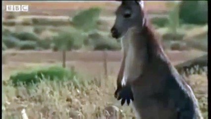 Humorous Animal Encounters: A Lighthearted Look at Animal Attacks