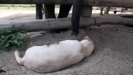 Animal attack Baby Elephant Tries To Wake Sleeping Dog  Top ten10@attack