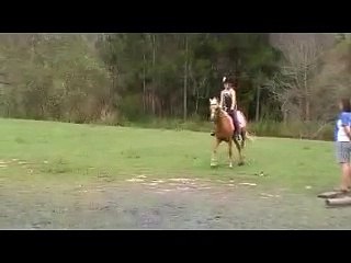 Horse/Pony for sale Cedarvale Sheza Lace Palomino Quarter Pony by Heeza Legacy .