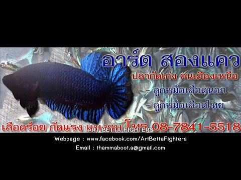 Basic Training Betta Fighters - Mr.Artty