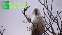 Cockatoo Eating Neurotoxic Berries  ◔_◔  ☠