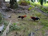 Berburu Ayam Hutan Part 1