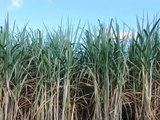 Sugarcane Cools Climate After Deforestation