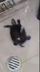 Twerking Turtle to Anaconda