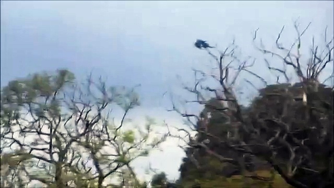 Araras Canindé - Campo Grande MS