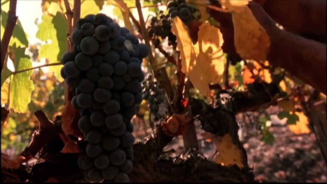 Viña Concha y Toro Corporate Video (English Version)