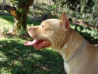 Canil Sangue Azul do Vale - Pit Bull - Serena x Tiguan