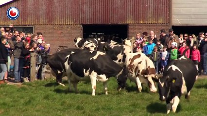 Cows coming out in the summer. Happy cows!