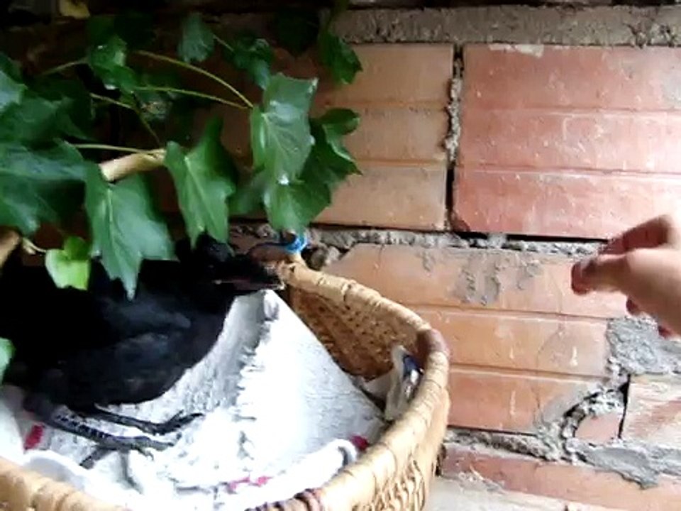 Bébé corneille noire  " Corvus corone - Carrion Crow "