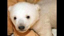 Knut The Polar Bear