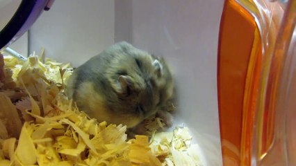 Hamster
