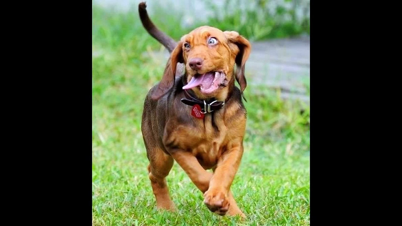 Funny videos 2015 Try not to laugh or grin challenge ( IMPOSSIBLE )