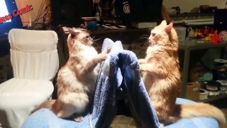 100+ CATS VINES - Cats Vine Compilation New April 2015 - Best Vines, Funny, Cute, Kitty, K