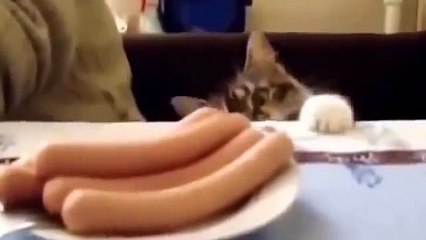 Funny cats compilation 2015   Cats Epic Funny Compilation