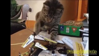 Funny cats compilation 2015   Turbo Funny Cats Compilation Videos