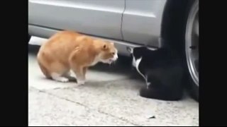 Cat Fighting Compilation- Funniest Real Cat Fight