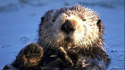 animals discovered by lewis and clark