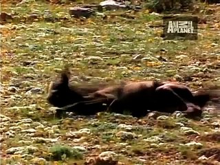 Ultimate Animal Moms   Baby Animals