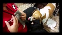 Funny Animals Adopt Another Animals Compilation November 2014 720p VIDEO