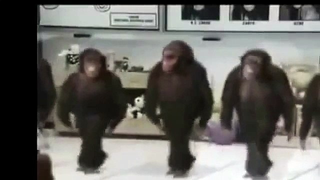 Funny Animals Compilation - Happy Birthday Monkey Funny Videos LOL Viral Videos 2