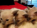 4 Geishagoll Siamese kittens