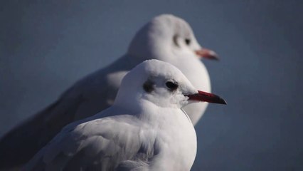 ユリカモメ（Larus ridibundus＝Black headed Gull）GH２＋Panasonic LUMIX G VARIO 100 300mm 1