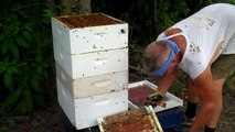 How to keep bees & Starting a new hive. Honeybee Swarm Trap Follow up.-BeeHive