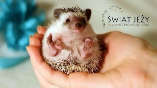 Jeż Pigmejski zabawa w kulce | Świat Jeży Warszawa | Hedgehog