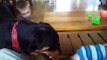 Rottweiler Ramzes the best friend of children