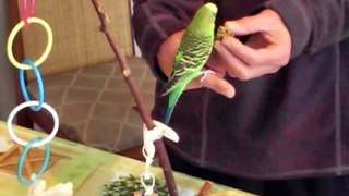 Training the New Budgies!