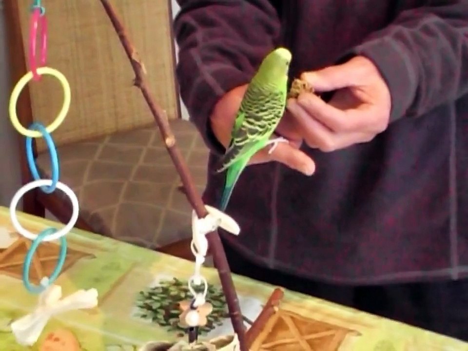 Training the New Budgies!