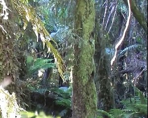 ROAR New Zealand Red Deer Hunting