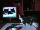 The two talking cats: cat reaction/ talking cat