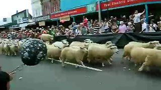 Running of the Sheep in Te Kuiti NZ