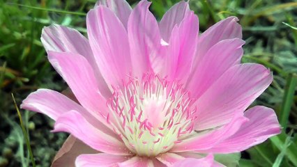 Public Land Montana Archery Spring Bear Hunt...10 yard Kill