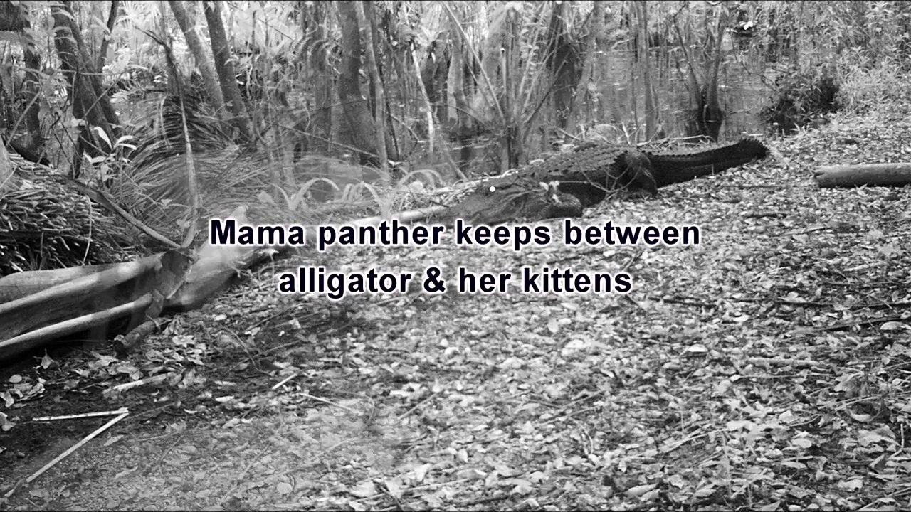 Florida Panther & Alligator interaction
