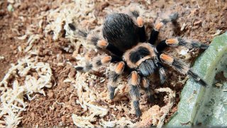 Tarantulas: speed attack I (slow motion with Optical flow)
