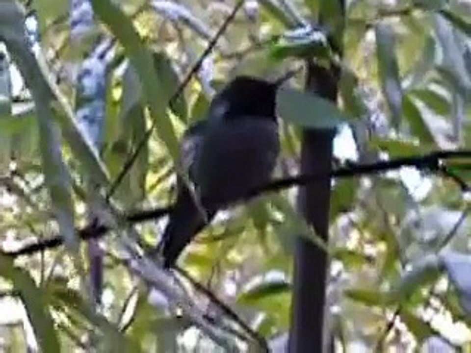 Hummingbird in the Snow