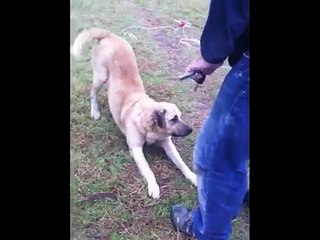 Rex - Injured Dog (Shot/Broken Leg)