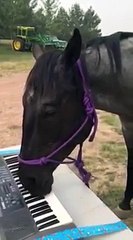 This Horse Can Play Better Piano Than You